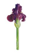 Marcapáginas Flores Iris