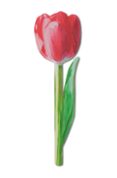 Marcapáginas Flores Tulipán Rosa - Catwalk