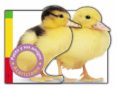 PATITO Y SUS AMIGOS (DESCUBRE Y JUEGA) di VV.AA. 