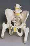 A62: Esqueleto De La Pelvis Femenino Con Cabezas De Femur Moviles Por Vv.Aa.
