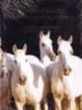 HISTORIA Y ORIGEN DEL CABALLO ESPAOL = HISTORY AND ORIGINS OF TH E SPANISH HORSE (ED. BILINGE ESPAOL-INGLES) de ALTAMIRANO, JUAN CARLOS 