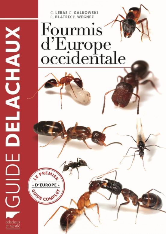 Fourmis D Europe Occidentale