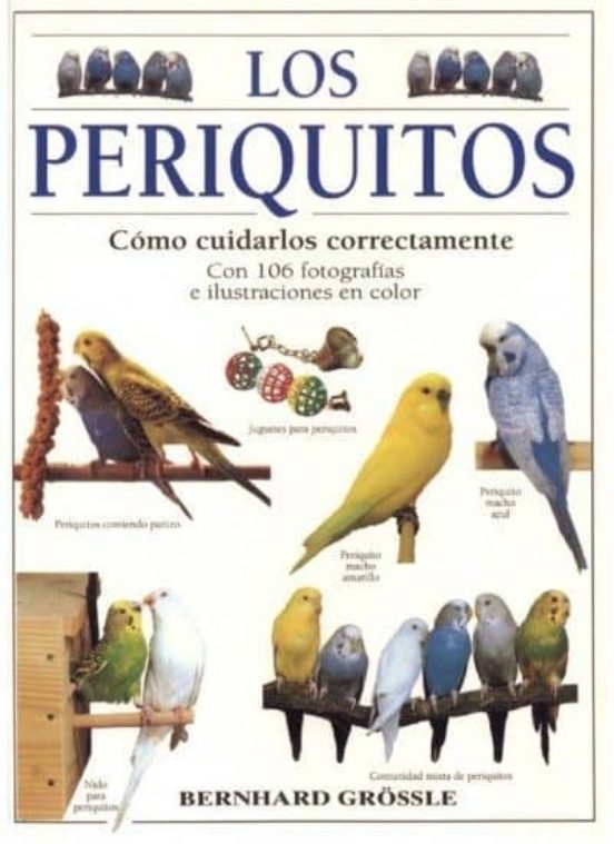 Los Periquitos: Como Cuidarlos Correctamente