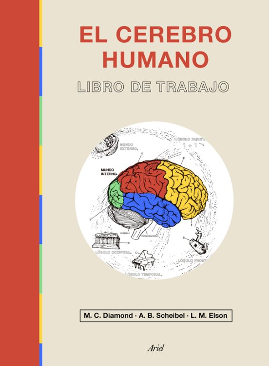 El Cerebro Humano: Libro De Trabajo
