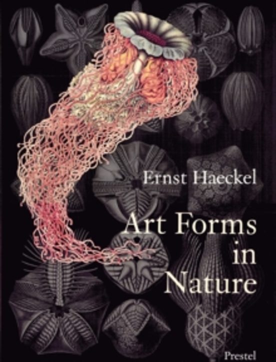 Art Forms In Nature: Prints Of Ernst Haekel