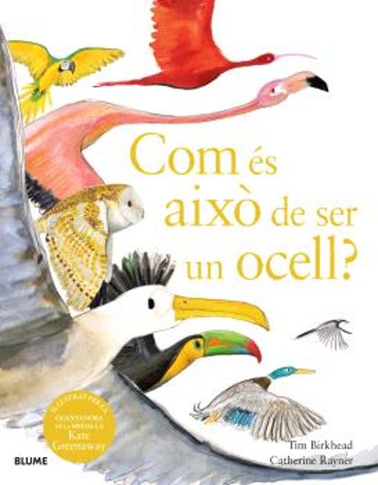 Com És Això De Ser Un Ocell?