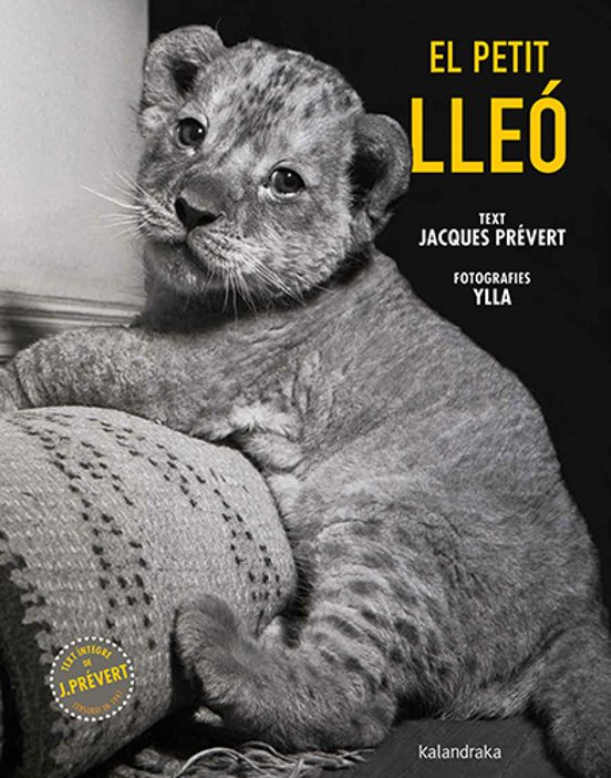 El Petit Lleó
