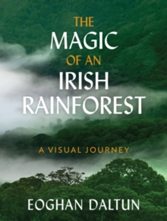 The Magic Of An Irish Rainforest