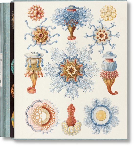 The Art And Science Of Ernst Haeckel