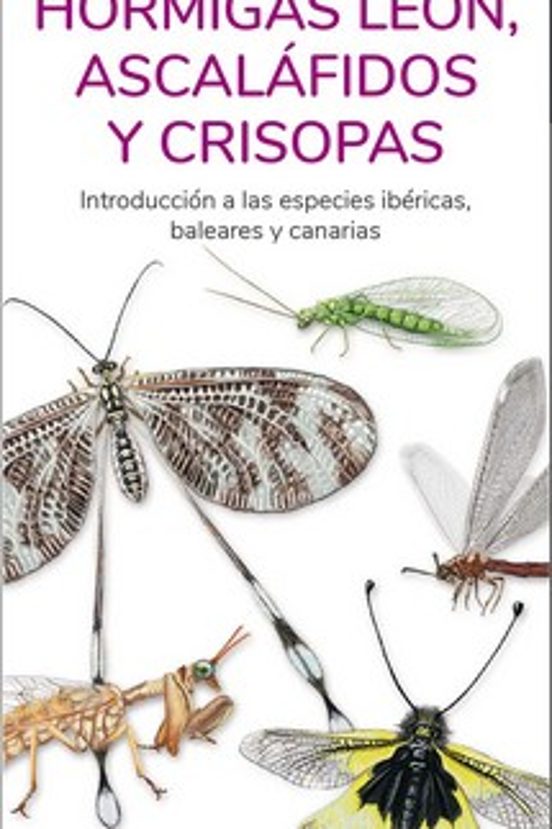 Hormigas Leon Ascalafidos Y Crisopas