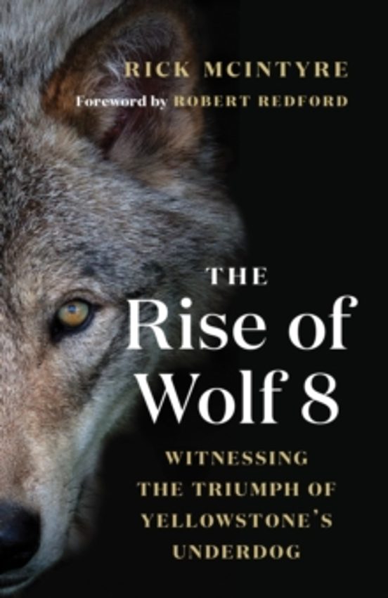 The Rise Of Wolf 8