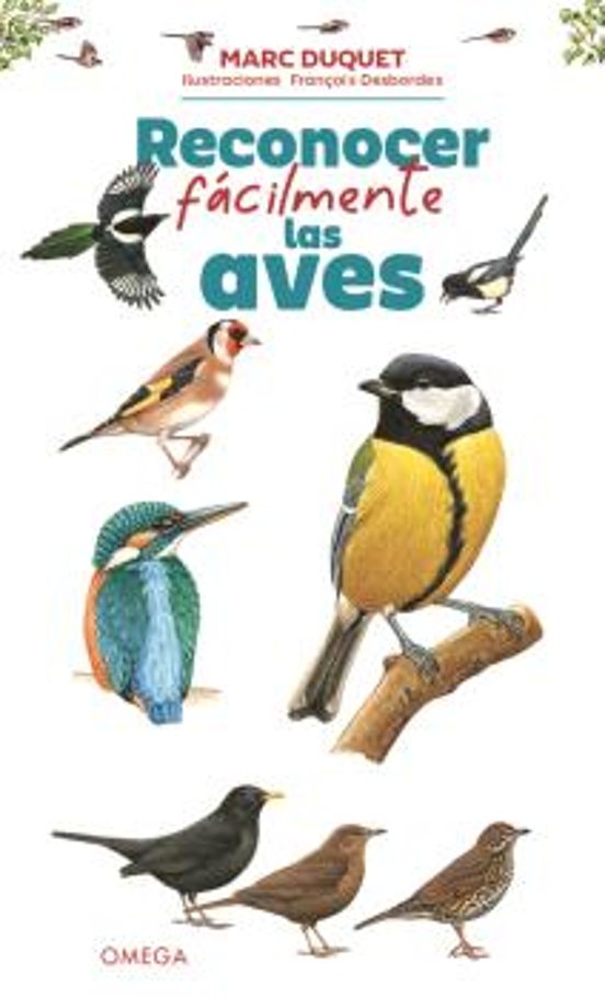 Reconocer Facilmente Las Aves