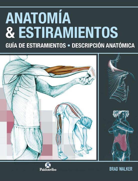 Anatomia & Estiramientos: Guia de Estiramientos Descripcion Anatomica