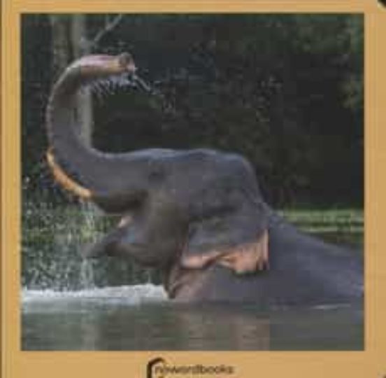 Animales Salvajes