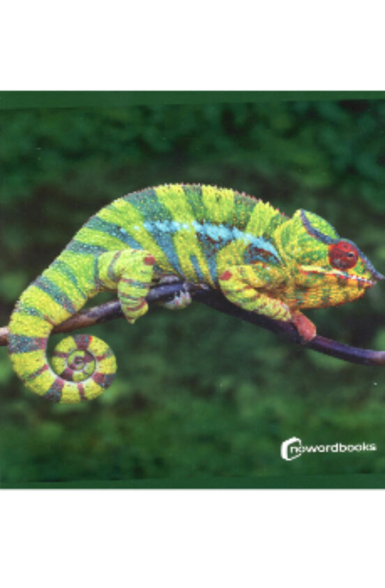 Animales De La Selva