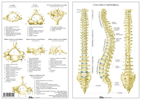 Columna Vertebral