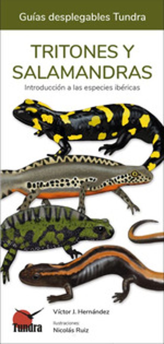 Tritones Y Salamandras - Guias Desplegables Tundra