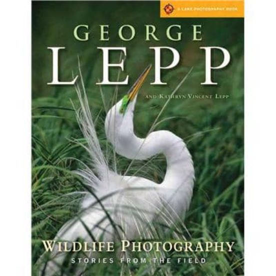 Wildlife Photography: Stories From The Field