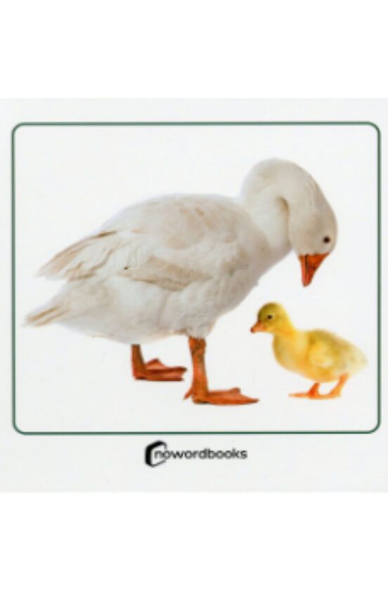 Animales Domesticos Y Sus Crias