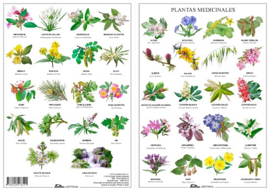 Flores De Bach