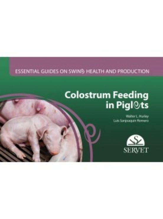 Colostrum Feeding In Piglets