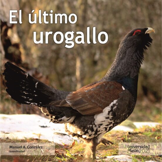 El Último Urogallo