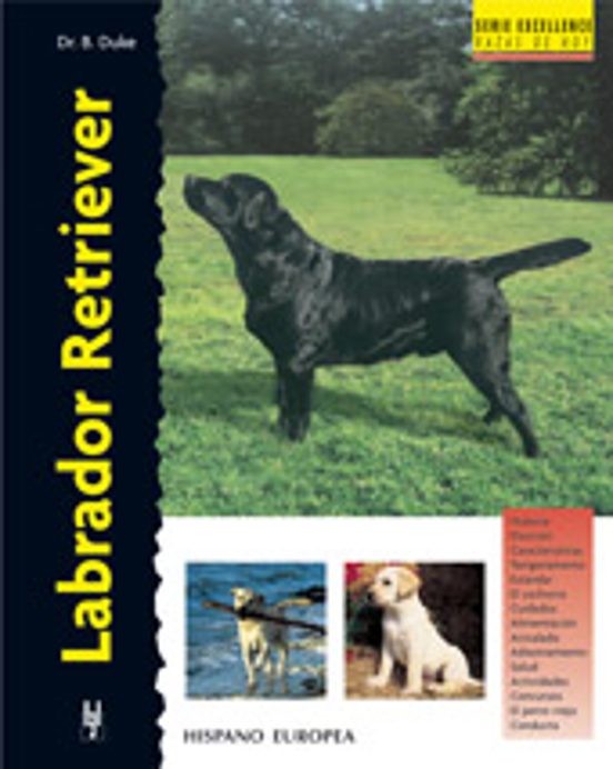 Labrador Retriever