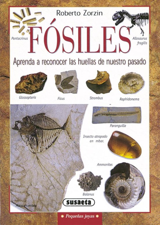 Fosiles: Aprende A Reconocer Las Huellas De Nuestro Pasado