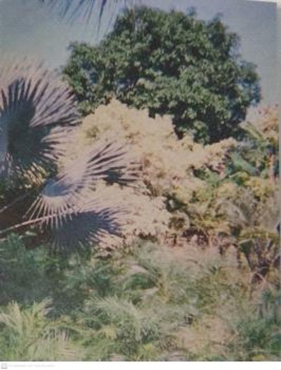 Las flores mueren dos veces