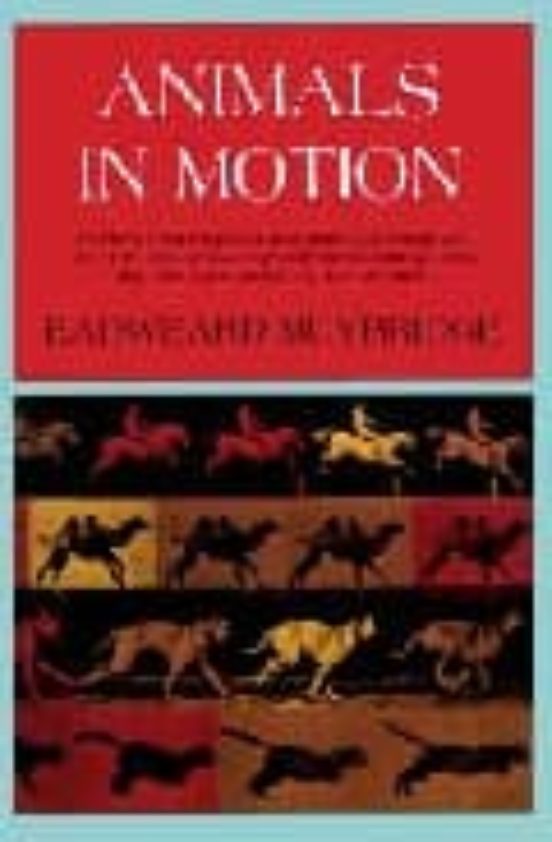Animals In Motion