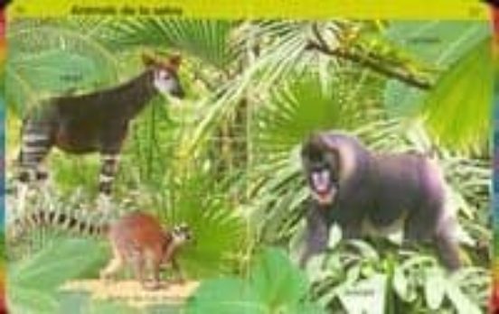 El gran llibre dels animals