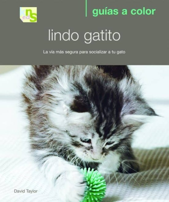 Lindo Gatito: La Via Mas Segura Para Socializar A Tu Gato