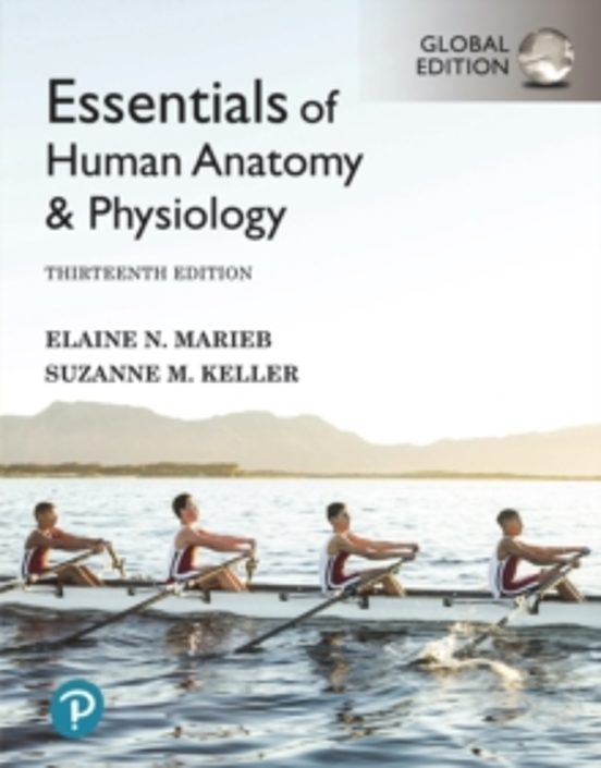 Essentials Of Human Anatomy & Physiology Global Edition