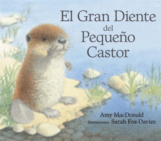 Gran Diente Del Pequeño Castor