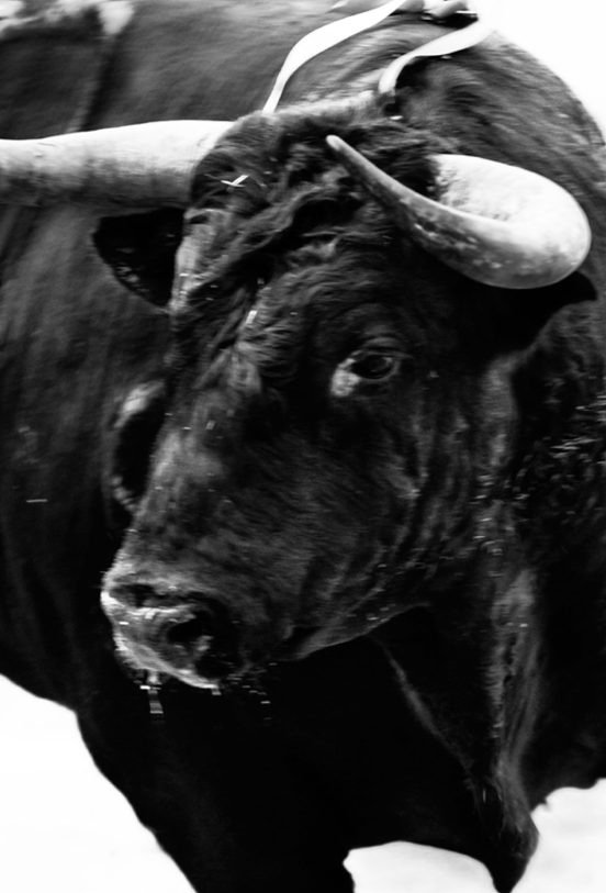 Sangre De Reyes