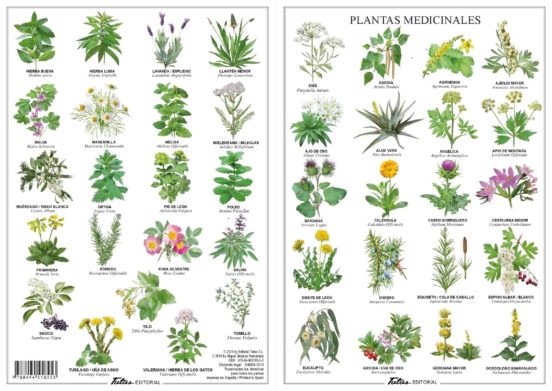 Plantas Medicinales