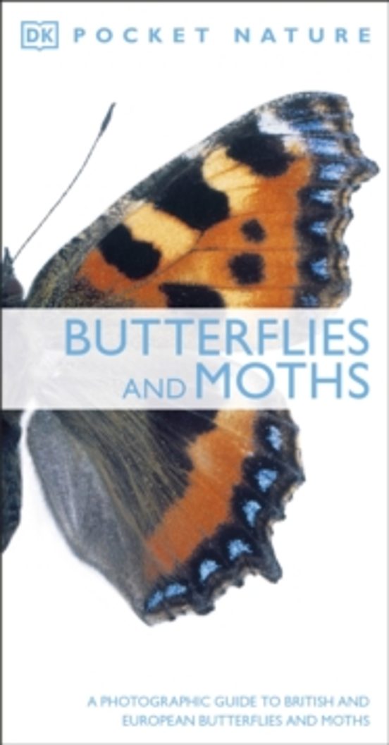 Butterflies And Moths
