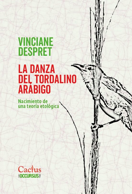 La danza del tordalino arábigo