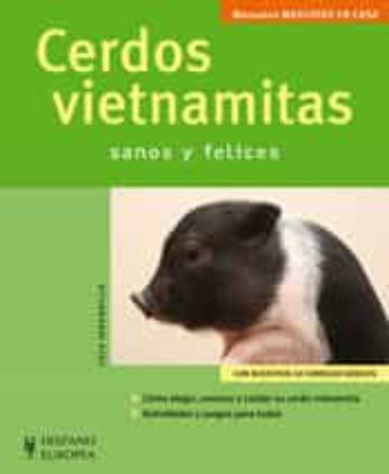 Cerdos Vietnamitas Sanos Y Felices
