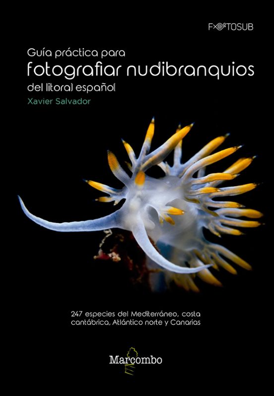 Guía Práctica Para Fotografiar Nudibranquios Del Litoral Español