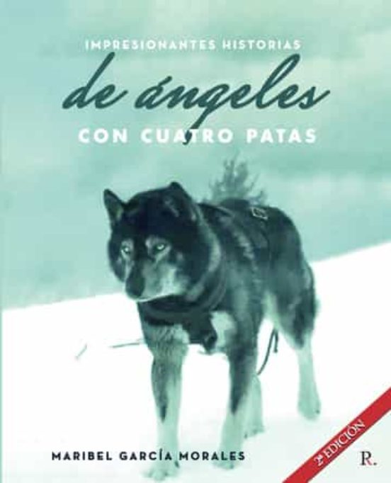 Impresionantes Historias Reales De Angeles Con Cuatro Patas