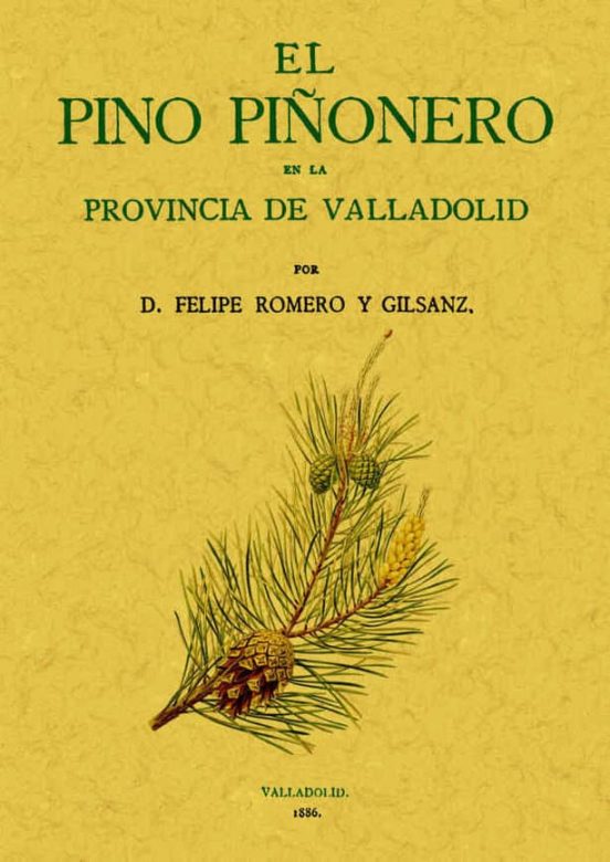 El Pino Piñonero En La Provincia De Valladolid