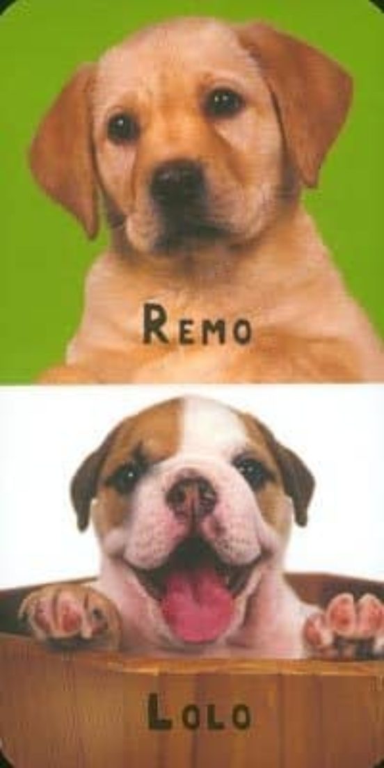 Cachorros
