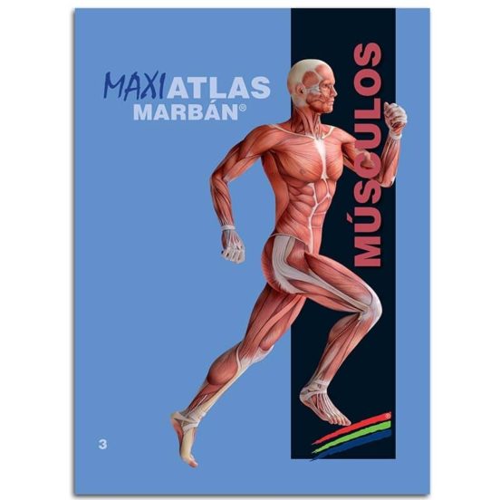 Musculos