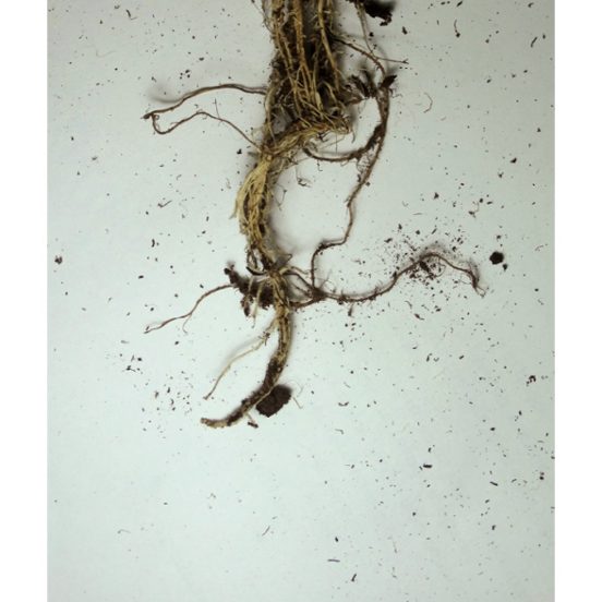 Raices: Antilogia
