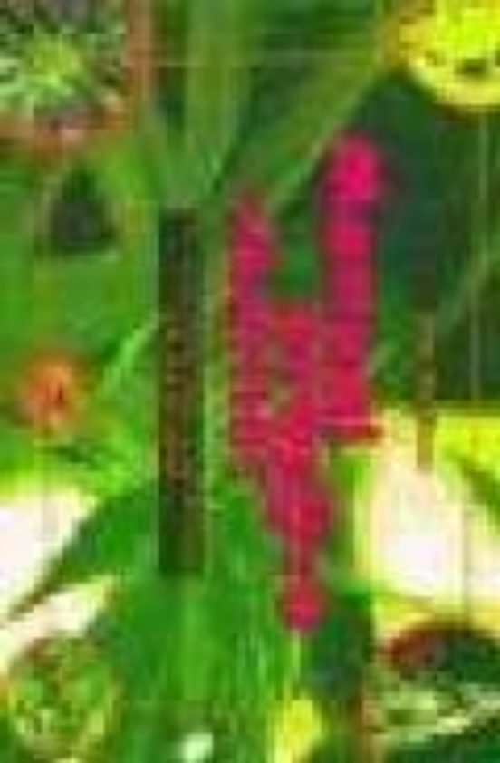 Manual Practico Para Sibaritas: El Cultivo Del Cannabis En Exteri Or