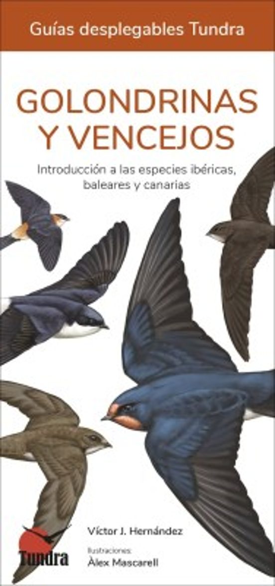 Golondrinas Y Vencejos - Guias Desplegables Tundra