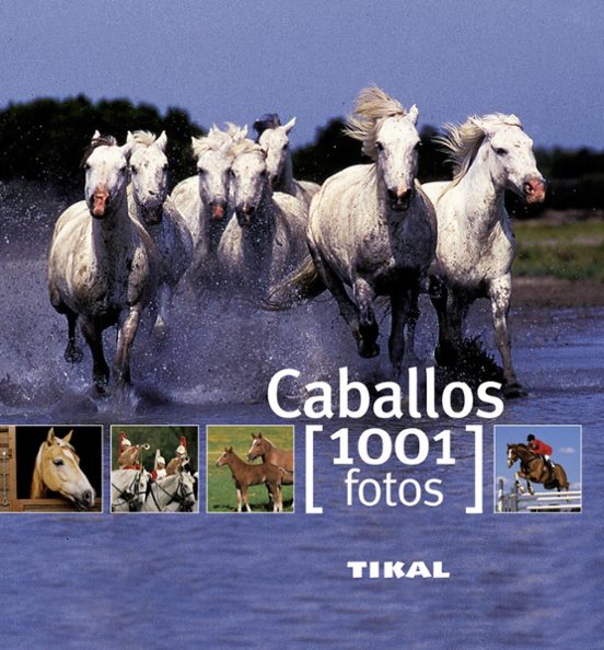 Caballos 1001 Fotos