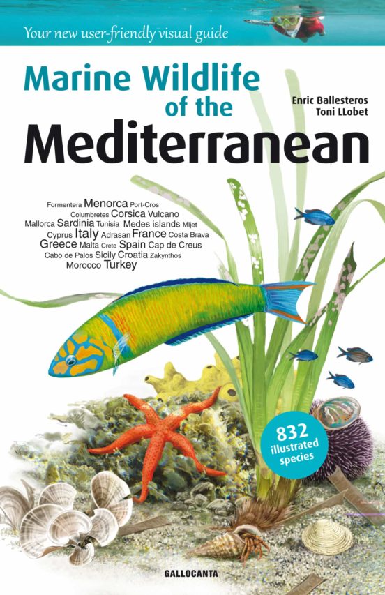 Marine Wildlife Of The Mediterranean