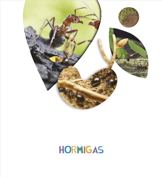 Hormigas 5 Años Alumnos Novedad 2018 Infantil por Proyectos ¿lo Ves?